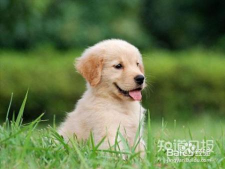 如何与幼犬相处？