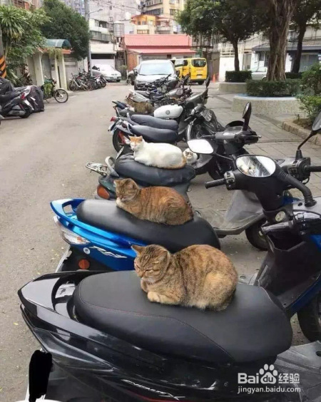 猫咪发现人类存在的终极奥秘