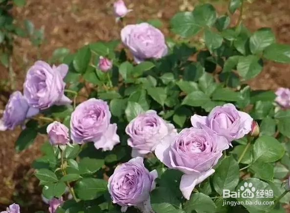 想让你的月季花开不断