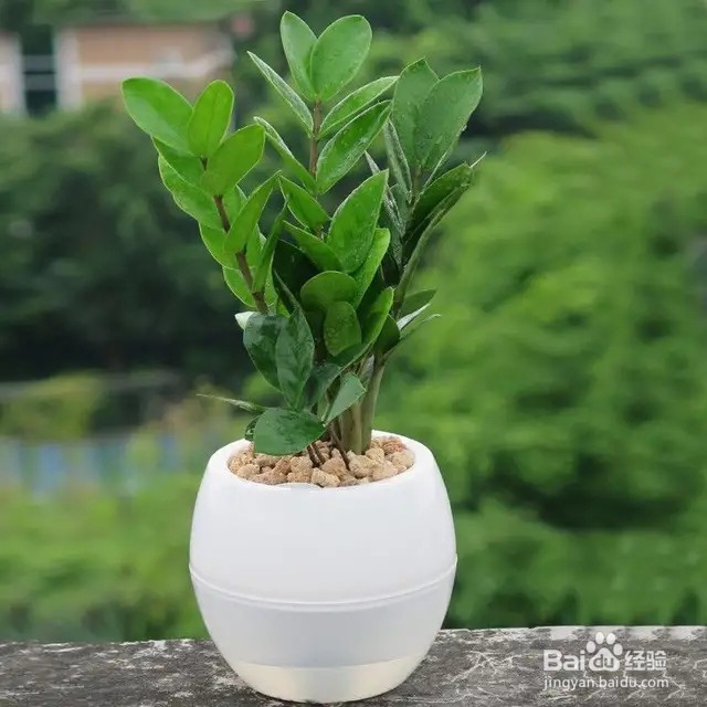 金钱树养不好,最好这几点,轻松长爆盆