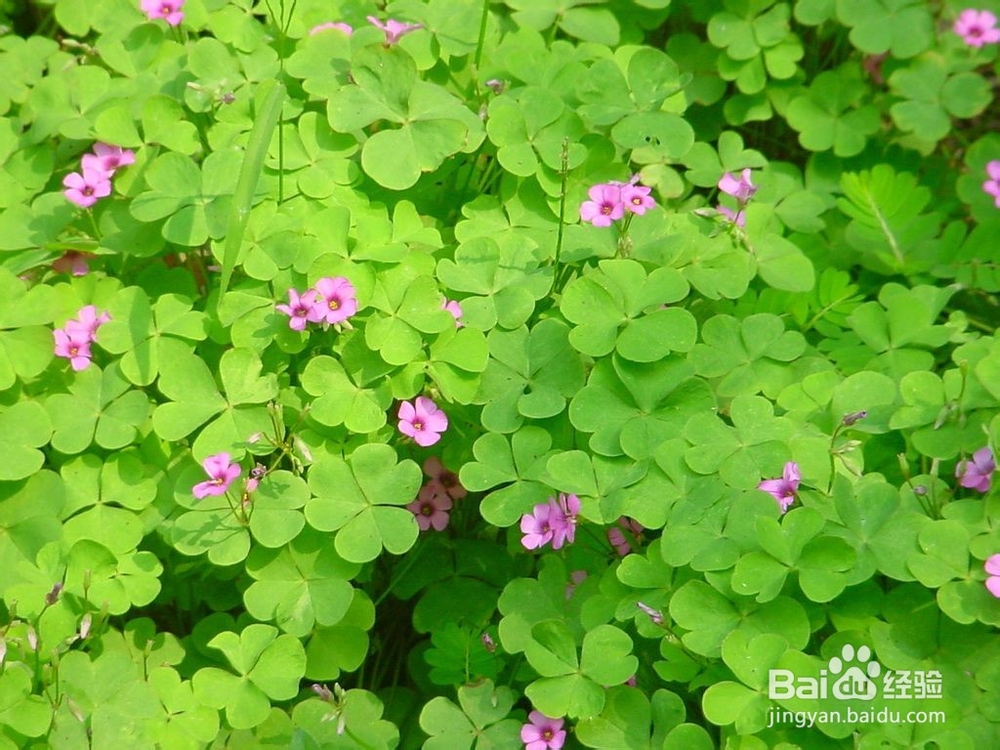 独特的几种“花”的花语