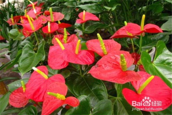 红掌的养殖方法和注意事项都有什么?