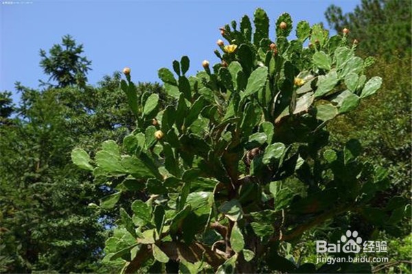 仙人掌的养殖方法和注意事项都有什么？