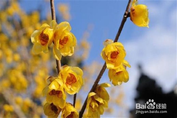 腊梅应该怎么养