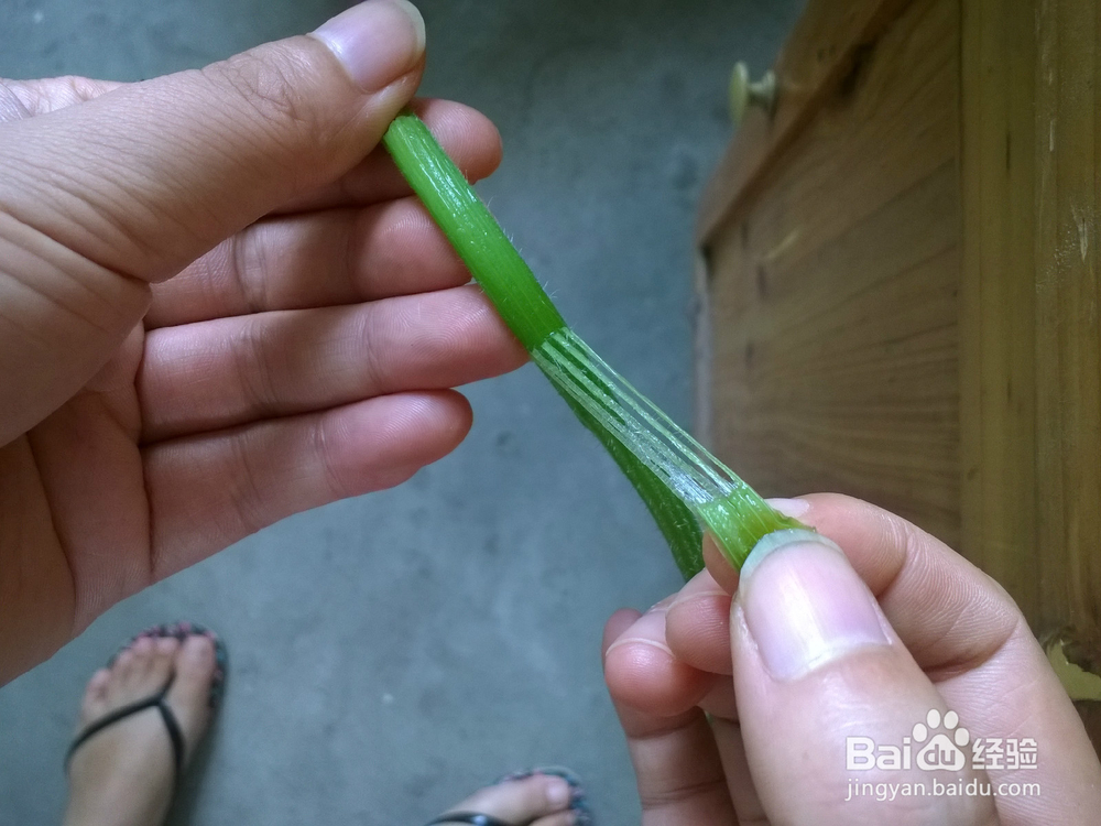 南瓜苗怎么剥才不会老