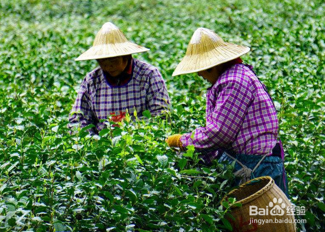 怎么自己制作茶叶