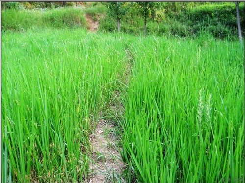 让眼睛明亮小方法