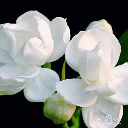 秋天茉莉的养殖方法和注意事项