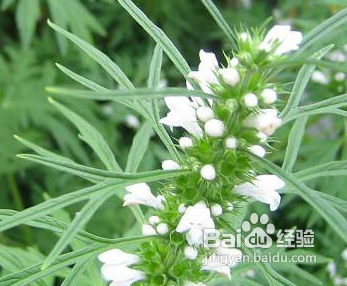 痤疮治疗方法有哪些