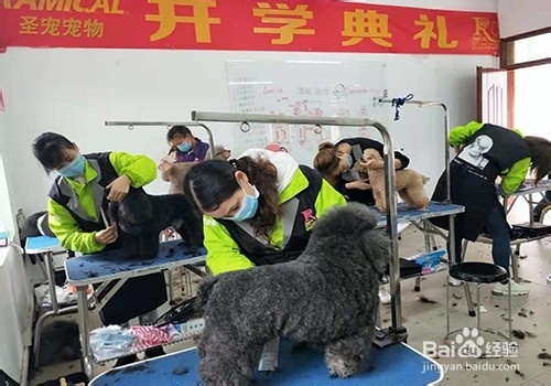 宠物美容自学课程，让如何变狗狗变得漂亮