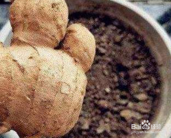 生姜的保存方法