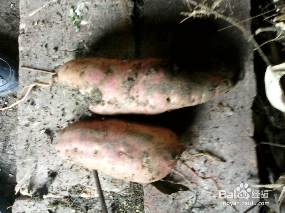 玉米红薯汤----浓香糖甜好粥