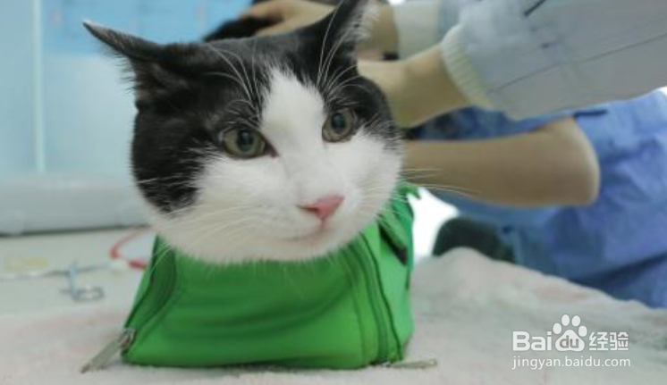 猫咪在绝育手术后应该如何护理