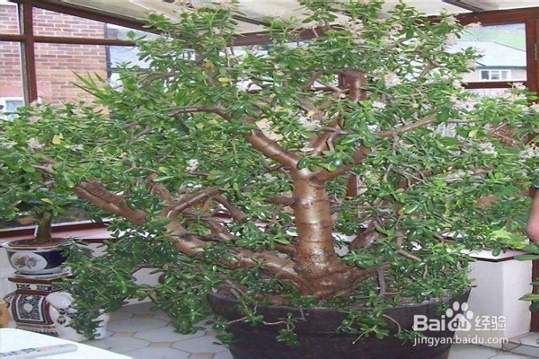 玉树的养殖方法和注意事项都有什么？