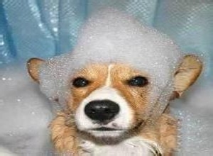 半月大的小猫小狗收养回家如何提高成活率?