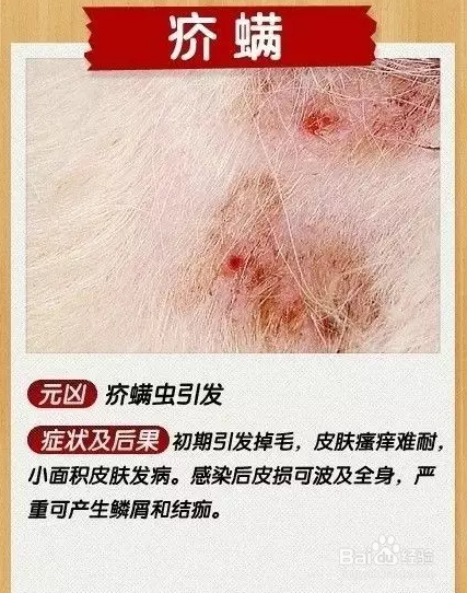 犬猫真菌和螨虫的预防及治疗