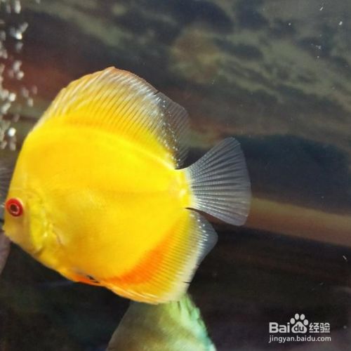 七彩神仙鱼孵化技巧 百度经验