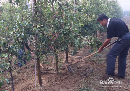 果园绿肥鼠茅草的种植方法