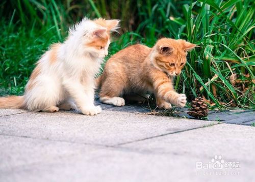 怎样逮到野猫