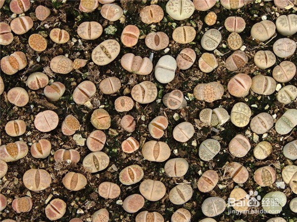 如何养好多肉植物生石花