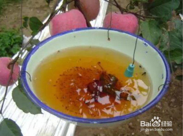 养花有小飞虫怎么办