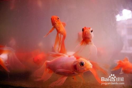 怎样养金鱼？