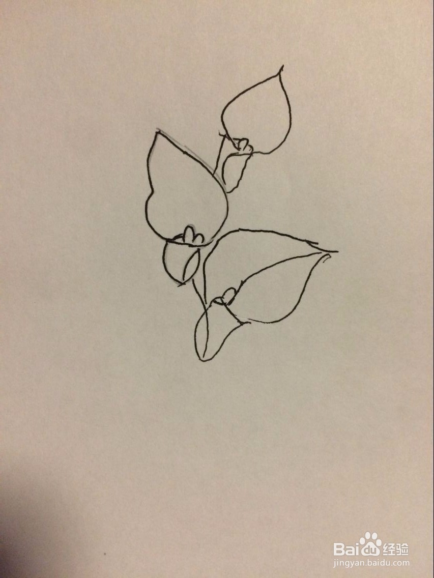 马蹄莲的简笔画法