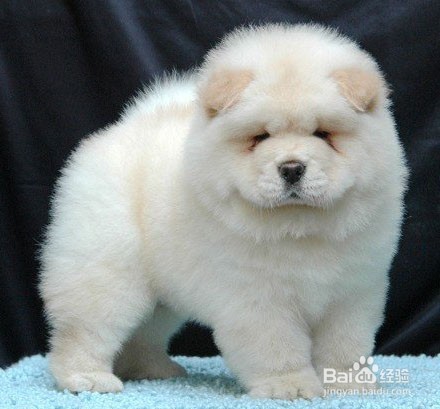 松狮犬怎么养