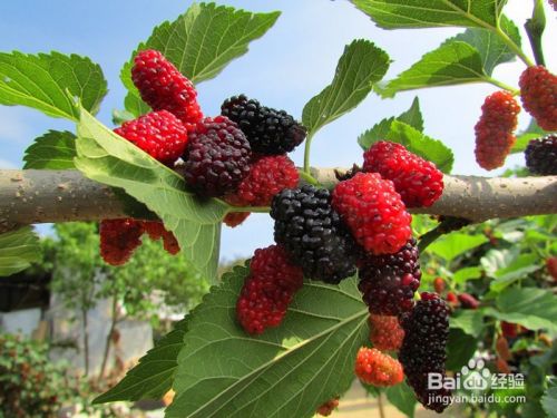 梦见桑葚作何解释 有什么运势 百度经验