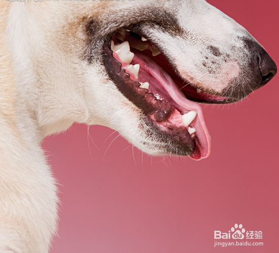 狗狗嘴巴臭怎么预防