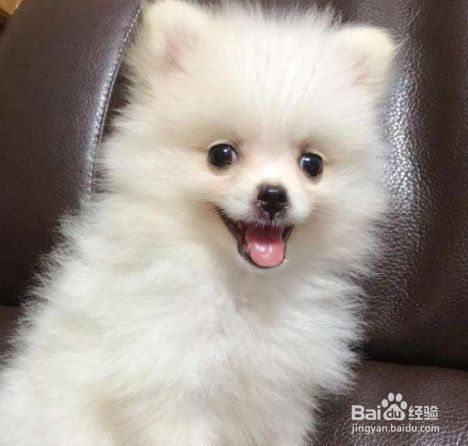 博美犬打喷嚏怎么办建议让狗狗多喝水多休息 百度经验 博美犬打喷嚏怎么办建议让狗狗多喝水多休息 百度经验