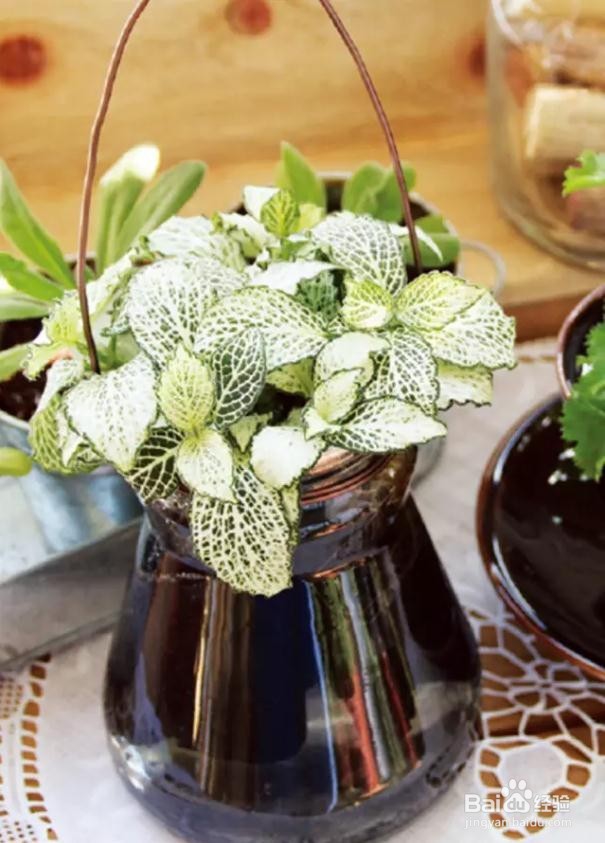 最适合懒人养的植物