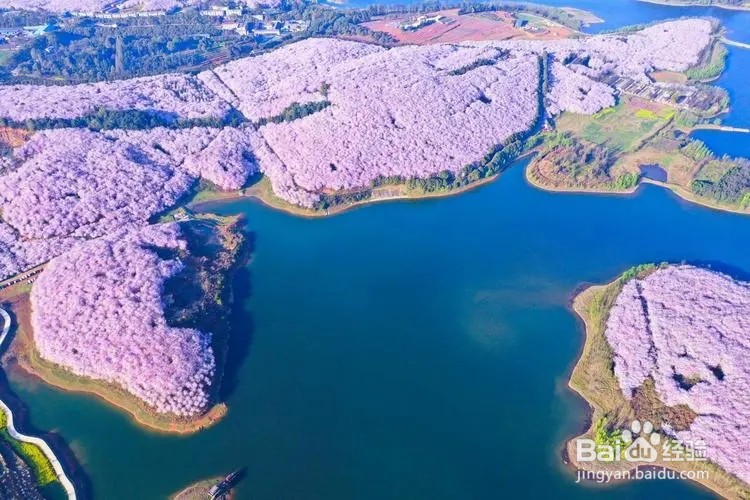 平坝樱花怎么去