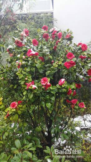 丽江雪季旅游攻略