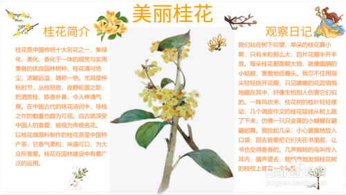 美丽桂花手抄报