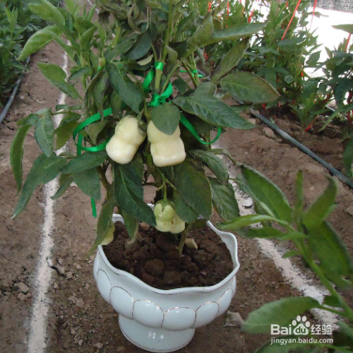 盆栽人参种植方法