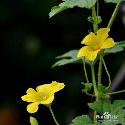 苦瓜的培育方法和注意事项