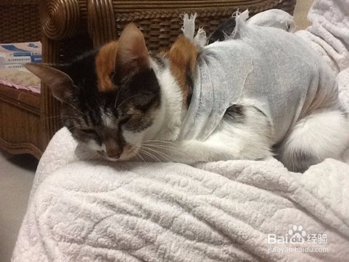 猫咪发情了怎么办?