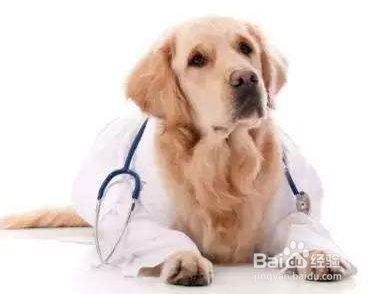 狗狗中暑了该怎么办