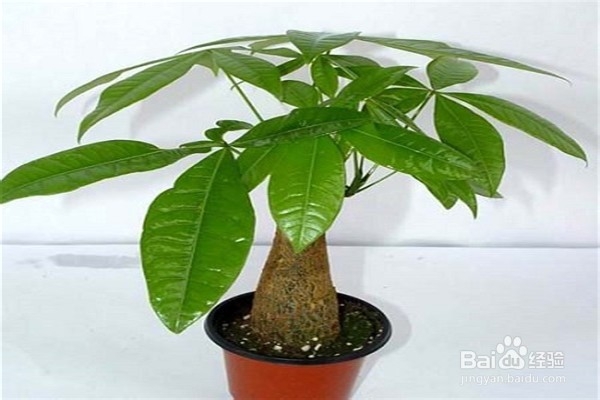 发财树的培植方法?