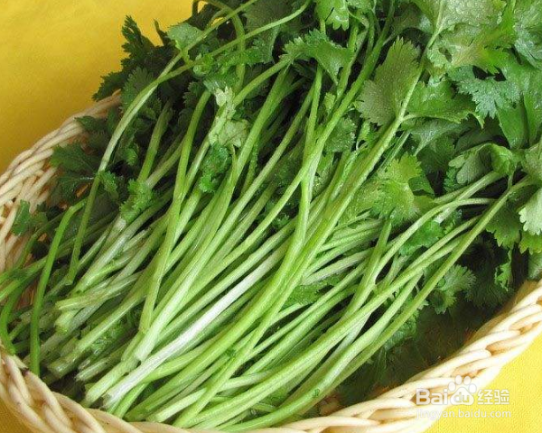 香菜怎么种植