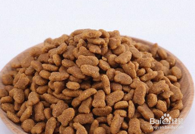 上班族怎么养猫?