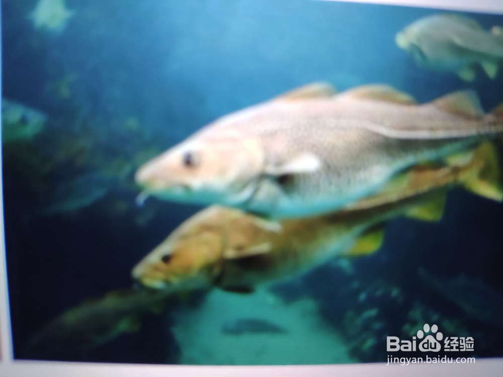 淡水鳕鱼怎么钓法