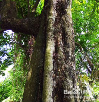 小叶紫檀树图片图谱