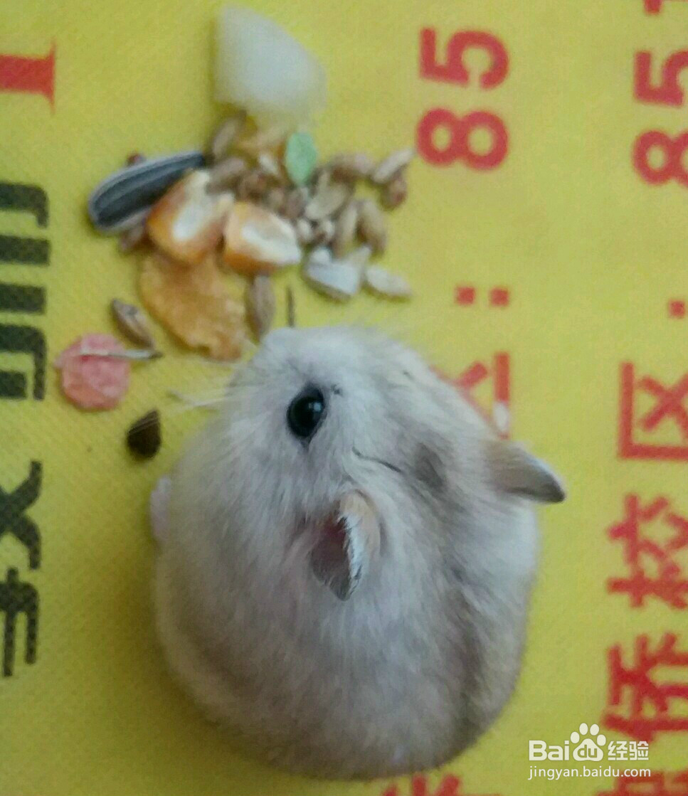 新手如何养仓鼠