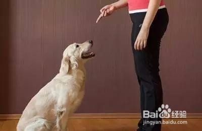 如何高效率地训练狗狗