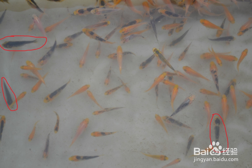 介绍锦鲤小常识