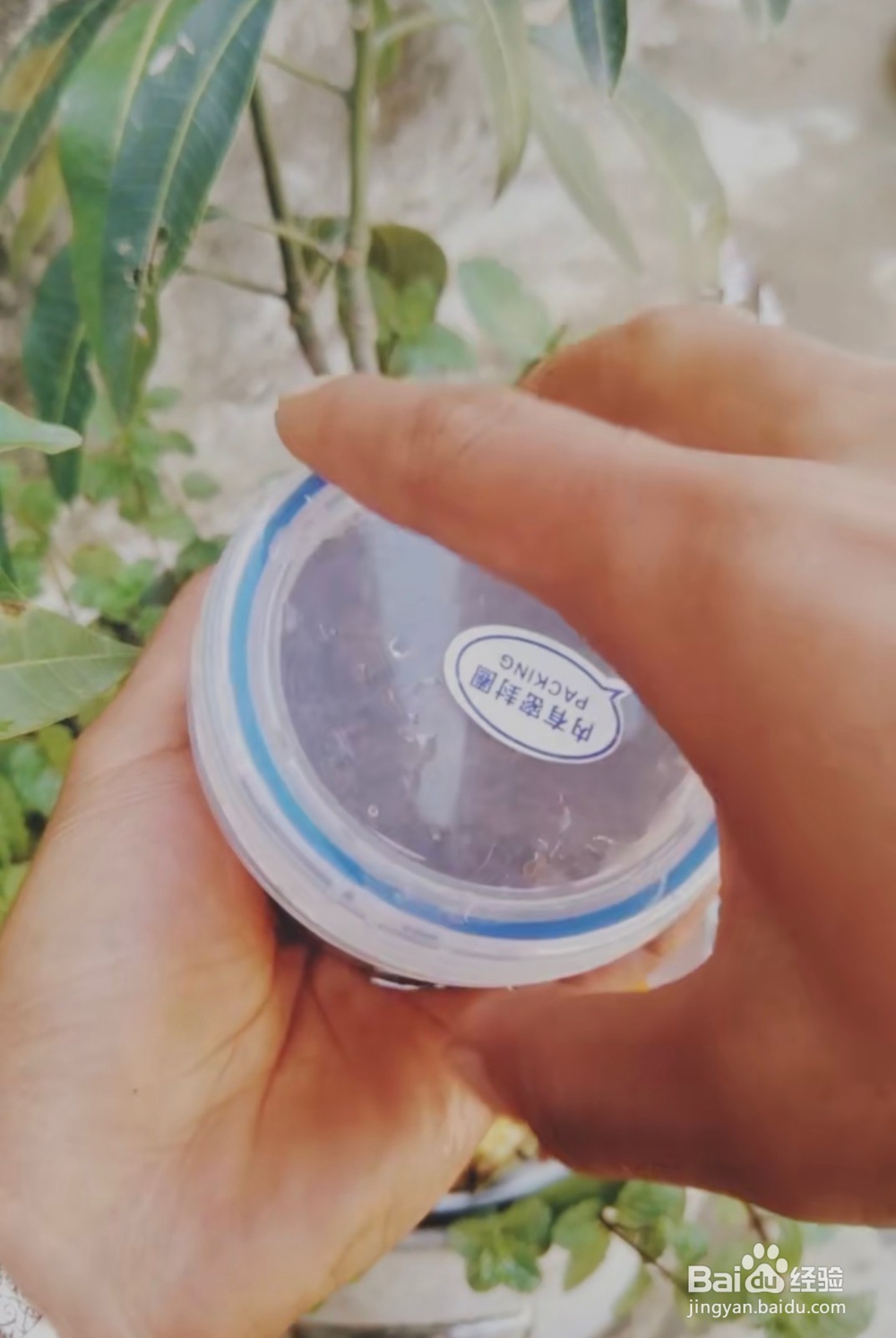 怎么样种植柿子