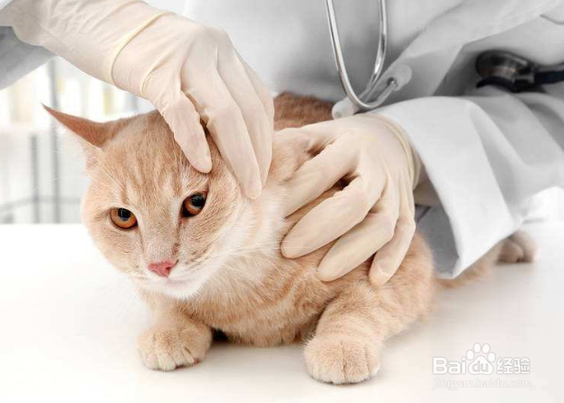 如何识别猫咪身上的猫癣