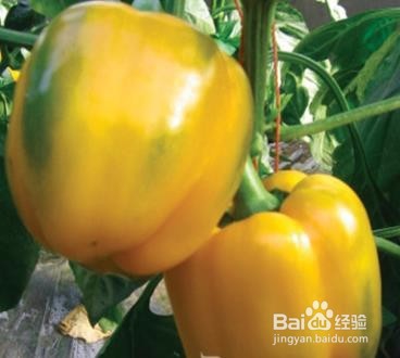 辣椒多姿多样